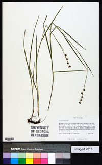 Scleria distans image