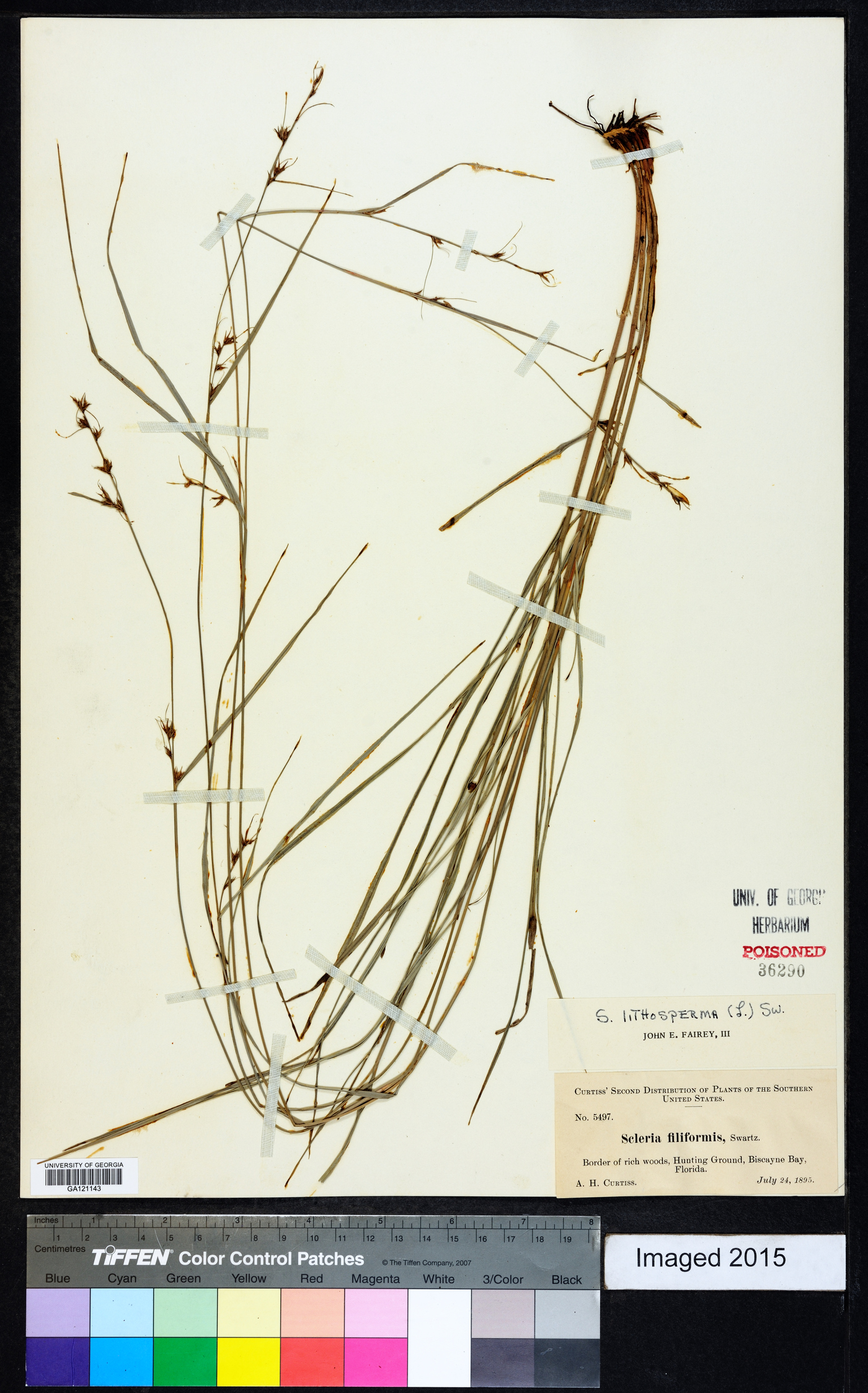 Scleria lithosperma image