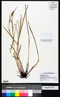 Scleria oligantha image