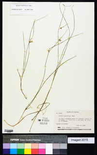 Scleria pauciflora image