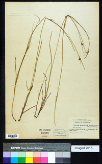 Scleria pauciflora image