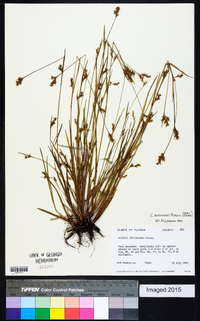 Scleria reticularis image