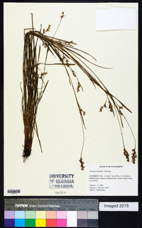 Scleria reticularis image