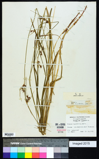 Scleria triglomerata image