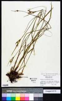 Scleria triglomerata image