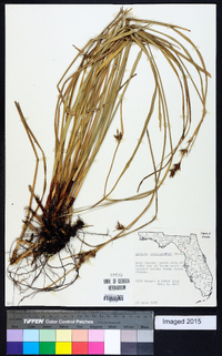 Scleria triglomerata image