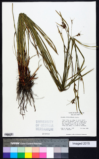 Scleria triglomerata image