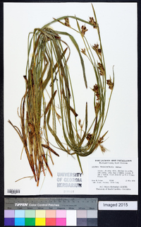 Scleria triglomerata image