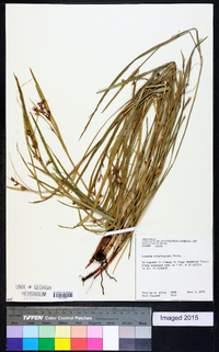 Scleria triglomerata image