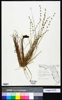 Scleria verticillata image