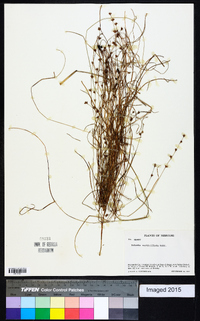 Scleria verticillata image