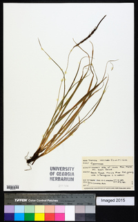 Uncinia uncinata image