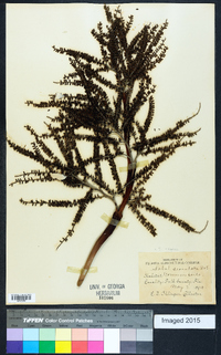 Serenoa repens image