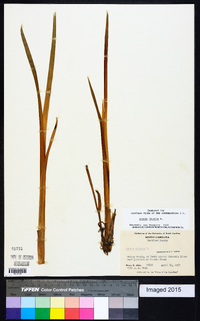 Acorus calamus image