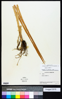 Acorus calamus image