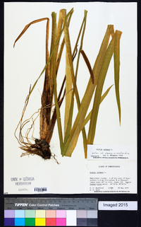 Acorus calamus image