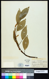 Anthurium scandens image