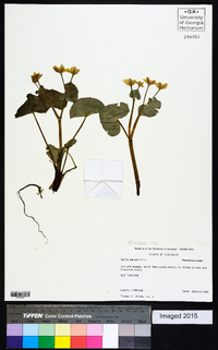 Calla palustris image