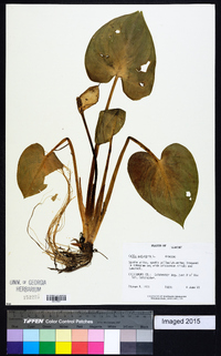 Calla palustris image