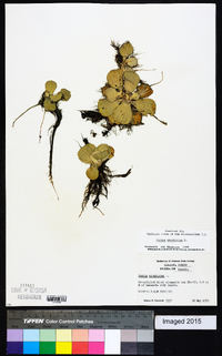 Pistia stratiotes image