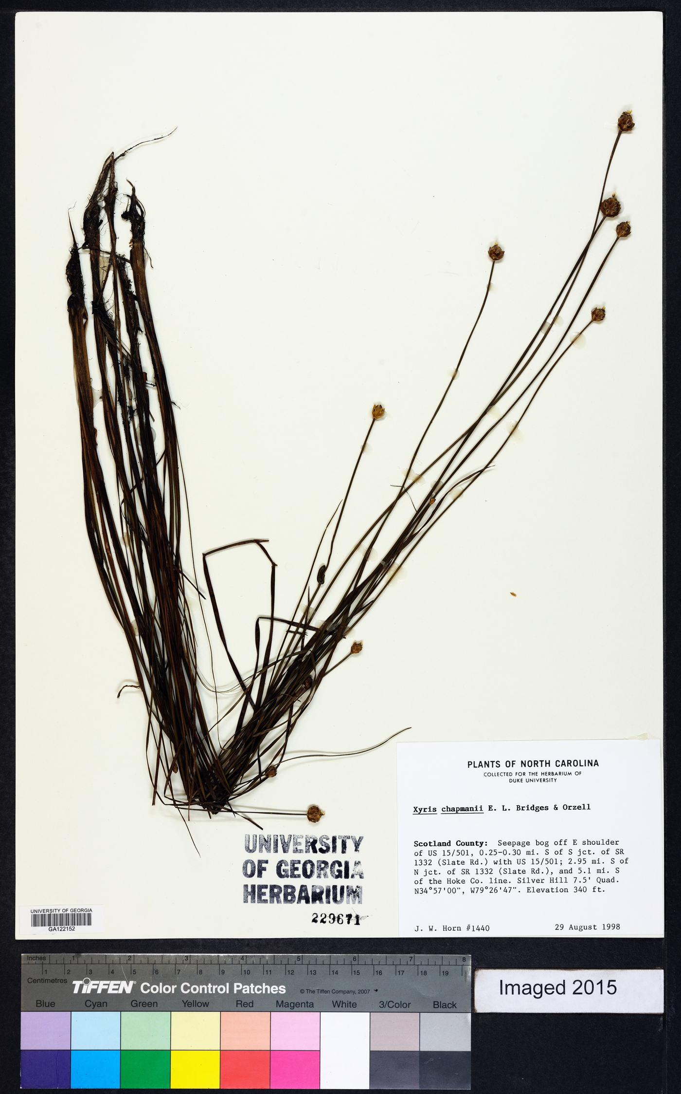 Xyris chapmanii image