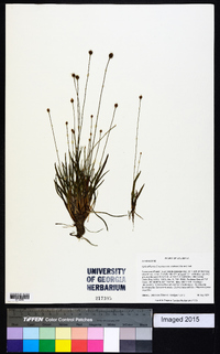 Xyris difformis image