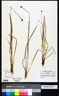 Xyris difformis image