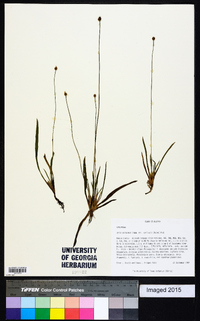 Xyris difformis var. curtissii image