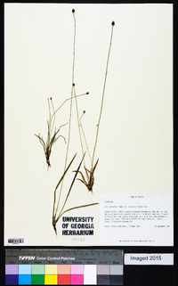 Xyris difformis var. curtissii image