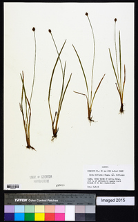 Xyris difformis image