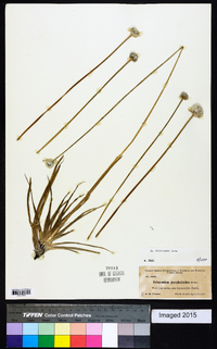 Eriocaulon compressum image