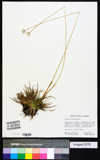 Eriocaulon compressum image