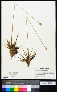 Eriocaulon compressum image