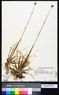 Eriocaulon compressum image
