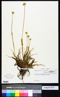 Eriocaulon compressum image