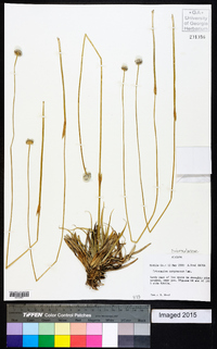 Eriocaulon compressum image