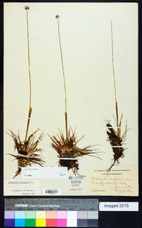 Eriocaulon compressum image