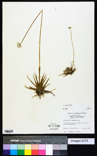 Eriocaulon compressum image