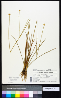 Eriocaulon decangulare image