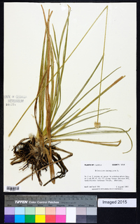 Eriocaulon decangulare image