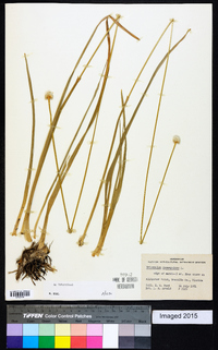 Eriocaulon decangulare image