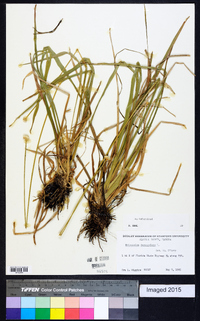 Eriocaulon decangulare image