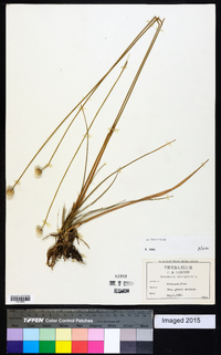 Eriocaulon compressum image