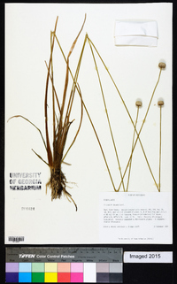 Eriocaulon decangulare image