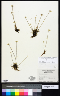 Eriocaulon lineare image