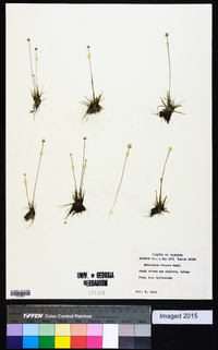 Eriocaulon lineare image