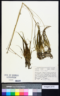 Eriocaulon lineare image