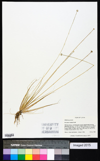 Eriocaulon lineare image