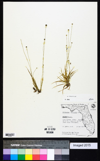 Eriocaulon ravenelii image