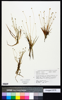 Eriocaulon ravenelii image